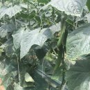 의총농장 이미지