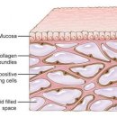 숨어있던 새 ‘인체 장기’ 발견 - 암 확산 통로 및 충격완화 역할 이미지