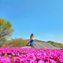 산청 대명사 꽃잔디 명소(개화상황, 가는길, 주차장)