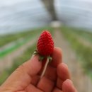 이미숙농장 이미지