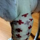 독스동물병원 이미지