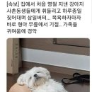 댕댕이# 이미지