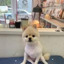 까까몽 애견미용실 이미지