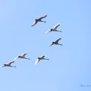 큰고니(Big Whooper Swan) 편대 이미지