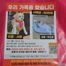언제나강아지 | 강아지 하네스 추천 중형견 대형견하네스 큰강아지 프레줄하네스 리드줄