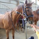 농협경제지주 안성팜랜드 승마센터 이미지
