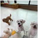 노케이지 | 천안애견장기호텔 우리 강아지의 천국, 노케이지 후기