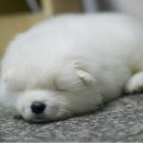 멍뭉이 티스토리