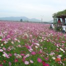 곡성기차마을 에서 장미축제 이미지