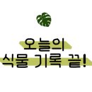 로단테(Rhodanthe) 이미지