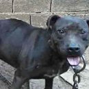 GR kennel Daum카페