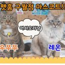 펫홈 반려동물용품백화점 이미지