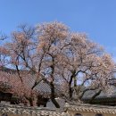 홍매화 | 창덕궁 창경궁 벚꽃 홍매화 후기 개화