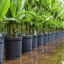 에코 플랜테리어 수경재배 이미지