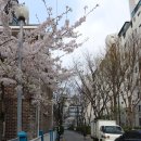 석촌호수카페거리 네이버블로그