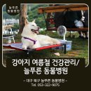 늘푸른 동물병원 | 강아지 여름철 건강관리 및 주의사항 / 늘푸른 동물병원