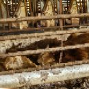 정식축사 이미지