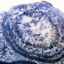 상주 운평리 구상화강암 이미지