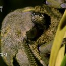 EBS 다큐프라임 - Docuprime_밤의 제국-[어둠의 생명들]_#001 이미지