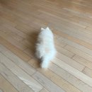 치킨마루 하남점 | 다 먹는 삶 (삼양라면 신상, 노모어 피자, 강남 빌즈, 김영섭 초밥 후기), 인천공항 강아지 이동 봉사 후기