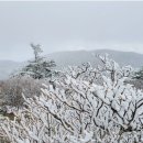 실시간 태백산 국립공원 🥶 이미지