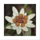 에델바이스 이미지