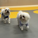 옐레드 애견유치원 & 애견호텔 광명점 이미지