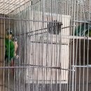 호빈조류새농장 이미지