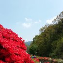 섬진강변 철쭉길 이미지