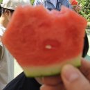 [마을배움터] 두레풍물 | 원동 순매원 매실따기체험 (ft.양산희망두레마을배움터)