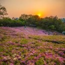 산성지역아동센터 | 수도권 철쭉 명소 가볼만한곳 베스트 10 봄꽃 나들이 떠나기 좋은 분홍빛 물결 드라이브 코스 및 인생샷...
