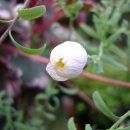 로단테(Rhodanthe) 이미지