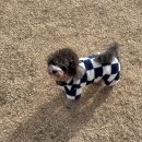 도기온 (doggyon) | (경산 하양) 애견카페 doggy on 방문후기