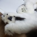 까망 곰 젤리 이미지