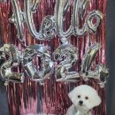 주견야DOG 이미지