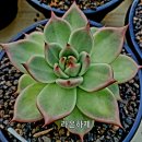 라온하제 이미지