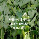 셀러리 이미지