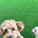 뿡뿡애견호텔 이미지