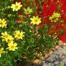 오렌지파크 이미지