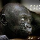쿠마 이미지