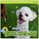 옐레드 애견유치원 & 애견호텔 대전노은점 | 🏡대전 유성구 반려견 유치원 옐레드 추천💖