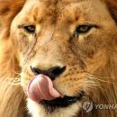 Lion PC방 이미지