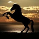 홍카서비스 이미지