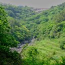 제주 천제연 난대림 이미지