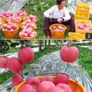 소백산풍기사과 이미지