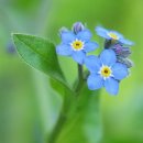 물망초forgetmenot 이미지