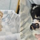 빅토리아펫 강아지고양이 잠실점 이미지