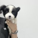 똑똑하개 이미지