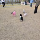 스타애견 | 수원 스타필드 애견 동반 방문 후기!! (애견운동장 스타가든 후기 중심)