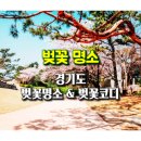 성남종합운동장 공원녹지대 / 광장 및 도로 | 경기도 벚꽃 명소...벚꽃 나들이 코디･벚꽃코디･벚꽃룩 - 1/7